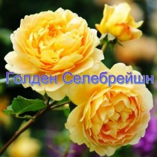 Троянда Голден Селебрейшн (Роза Golden Celebration)